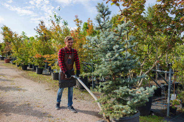 How Our Tree Care Process Works  in  Rosemount, MN