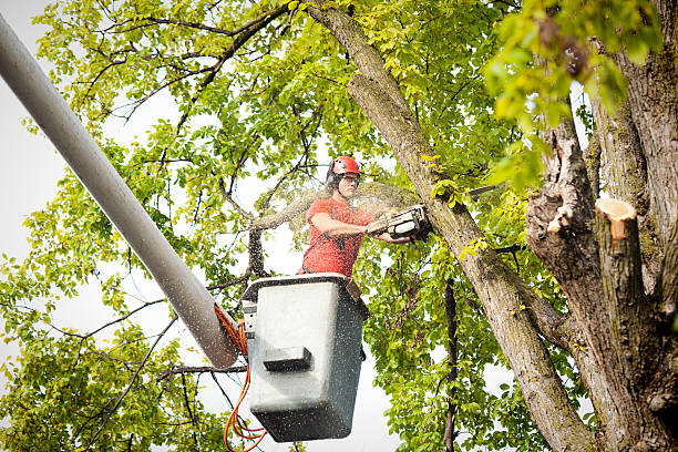 Trusted Rosemount, MN  Tree Services Experts