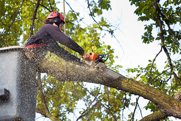 Leaf Removal Services in Rosemount, MN